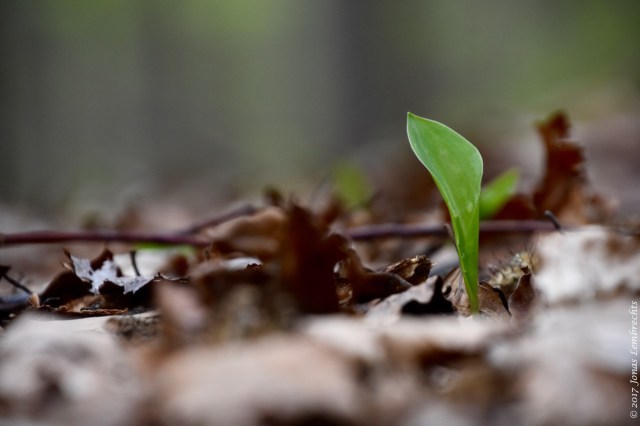 Soil temperature forest understory