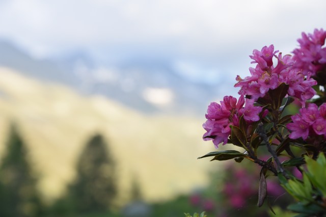 28064204007_32352f792a_o