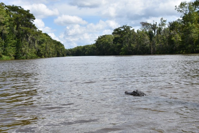 29030910307_39be32a25a_o