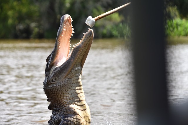 29030913677_941655cc9d_o