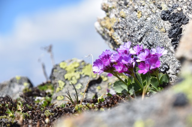 42934179021_693674e6a8_o