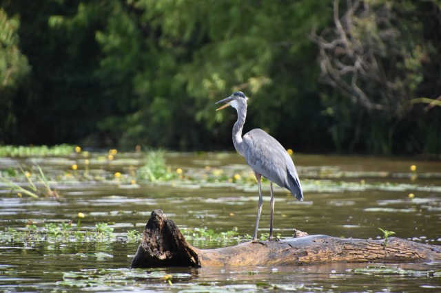 43063436715_72da4b2200_o