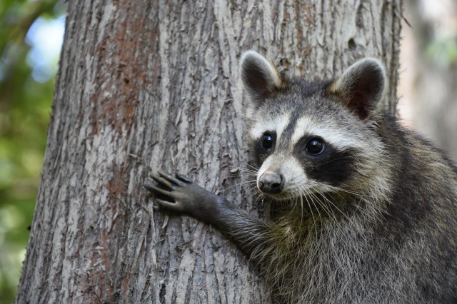 43968831211_77b3de65e4_o