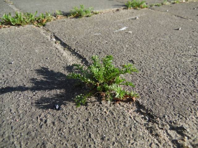 46473835_507183879775509_3258467923697598464_n