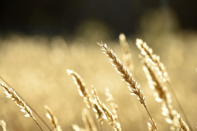 32118542737_0d176e7cd8_o