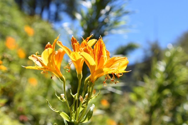 40095438773_8d989600ec_o