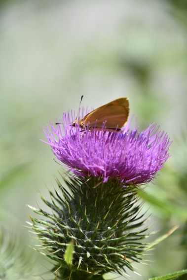 40095438973_27d702d71b_o