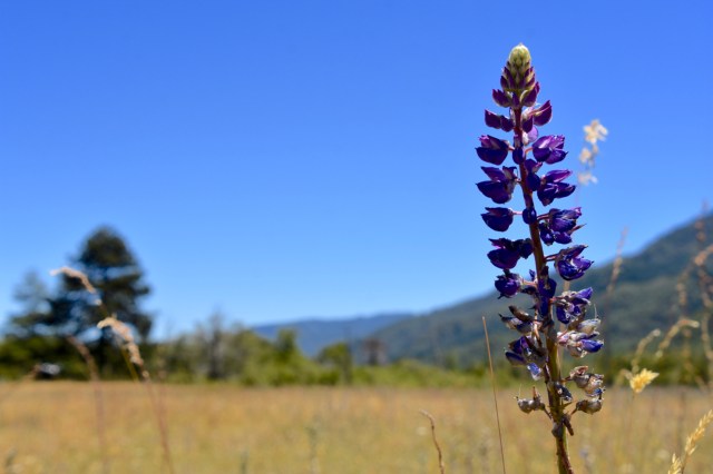 40095440063_3600dc8b11_o