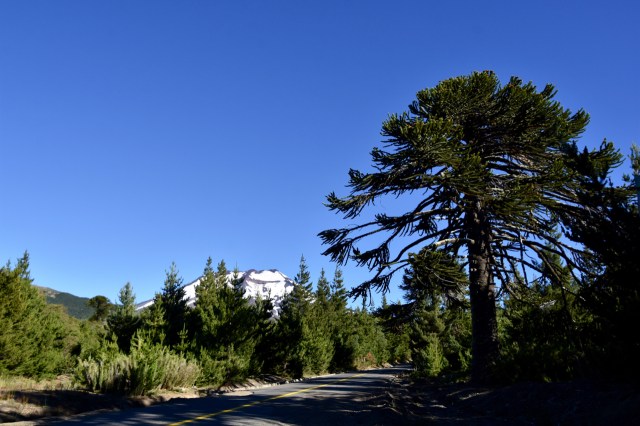 46336425394_6d61d74005_o