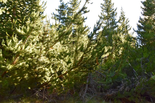 47060387601_2968f77c51_o