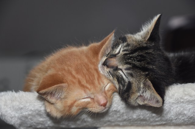 28906400408_68c5a9bc92_o