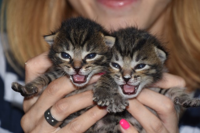 42247575800_b34617f66c_o