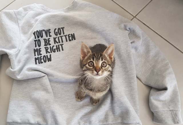 43476379_325733348202705_5177904038234030080_n (1)