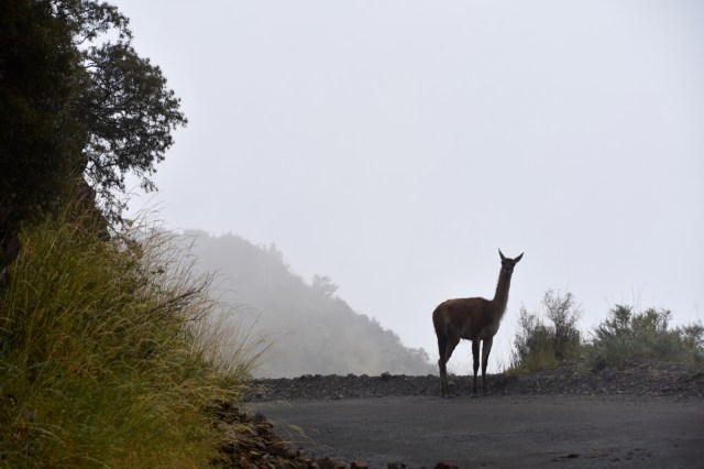 46146702095_1ded8761a3_o