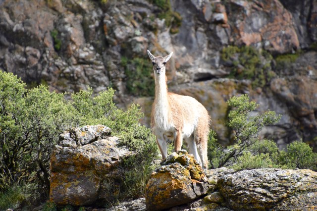 46146702985_6a3d3df972_o