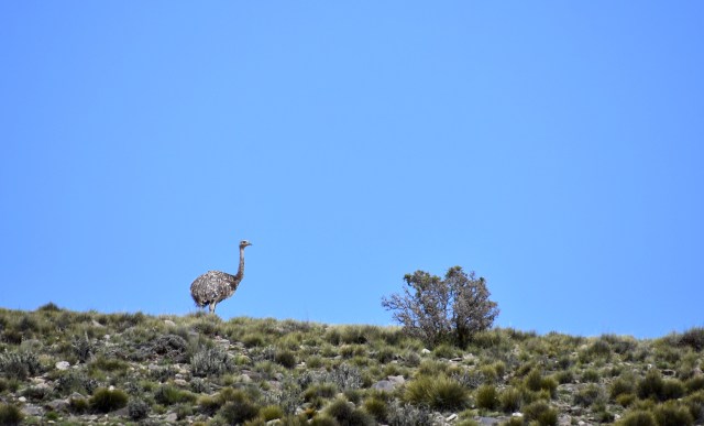 46146703195_d2043455b8_o