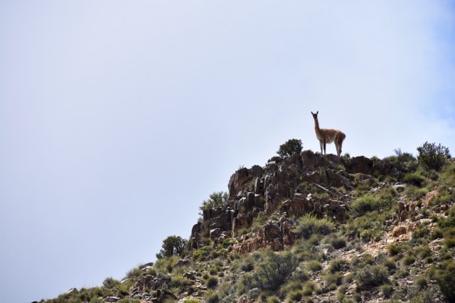 47060440391_63f37fd581_o