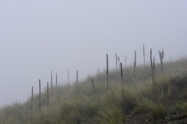 47060442821_113843e38c_o