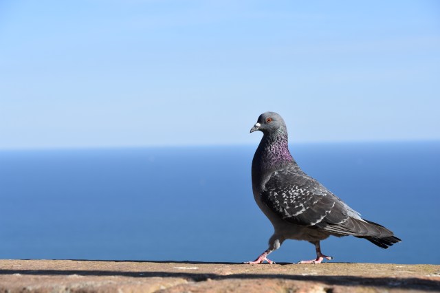 32555647887_62d7ee0c66_o