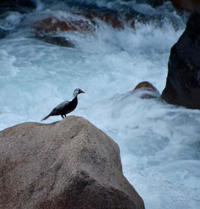 46146741025_d45cfc4ccf_o