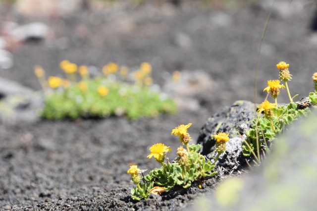 33171015398_c1b808ff6b_o