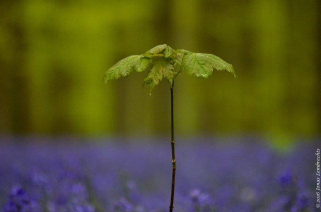 bluebells-hallerbos-47
