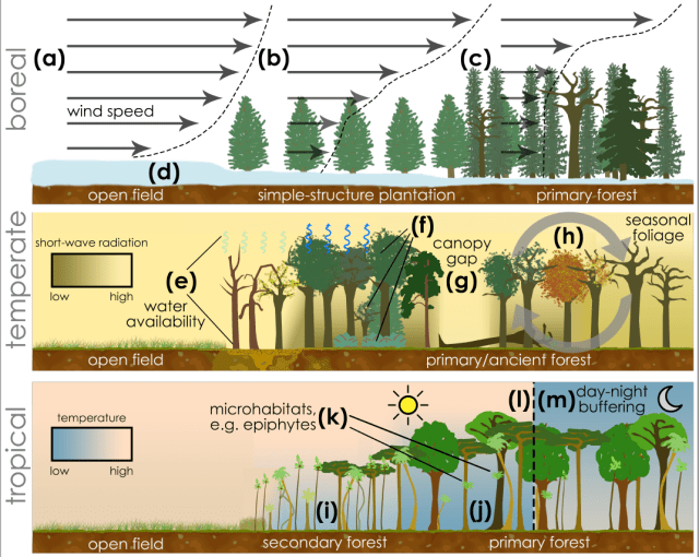 Taking the temperature of forest microclimate research | The 3D lab